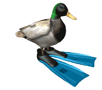 a duck spinning